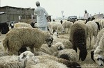 1072  Sheepfarm