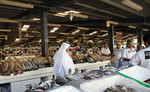 Dubai fishmarket 201